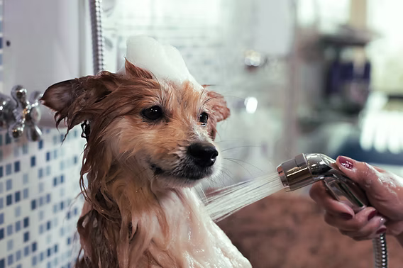 Gentle Care During Pet Baths