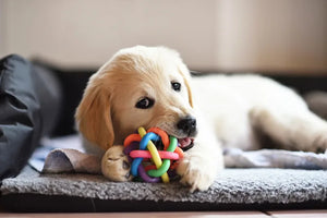 Fun Moments Through Pet Toys
