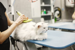 Healthy Coats Through Regular Grooming